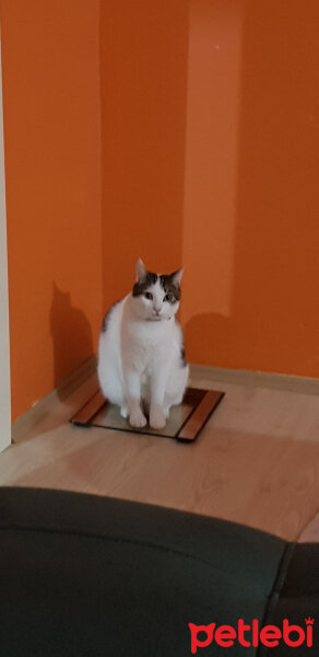 Tekir Kedi, Kedi  Prens fotoğrafı