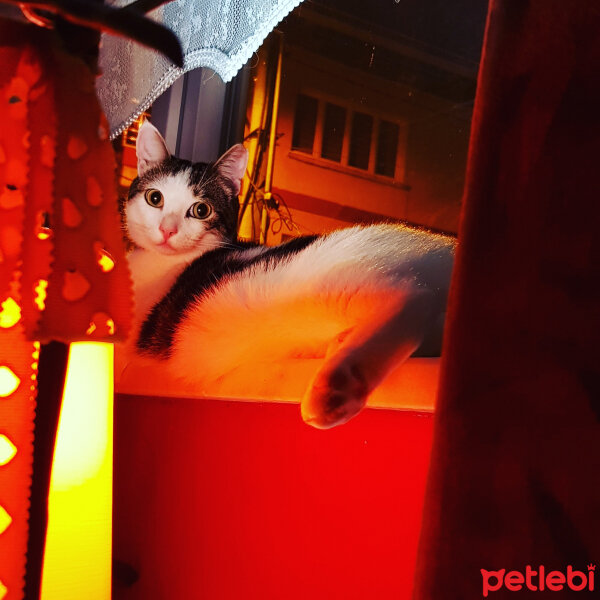 Tekir Kedi, Kedi  Prens fotoğrafı