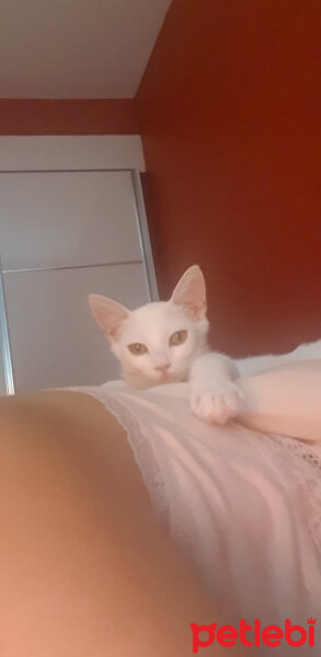 Tekir Kedi, Kedi  Angel fotoğrafı