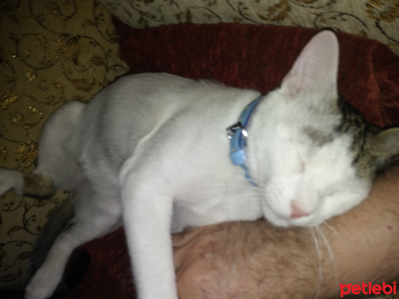 Tekir Kedi, Kedi  Cesur fotoğrafı
