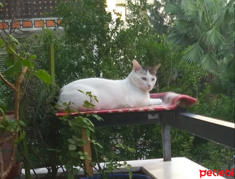 Tekir Kedi, Kedi  Cesur fotoğrafı