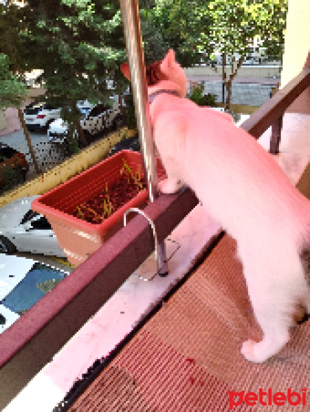 Tekir Kedi, Kedi  Cesur fotoğrafı