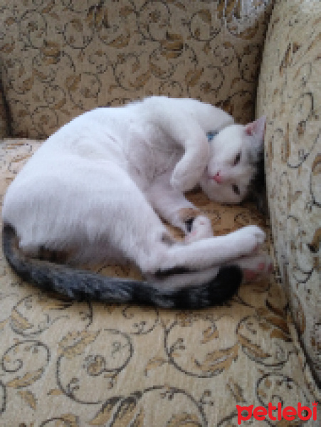Tekir Kedi, Kedi  Cesur fotoğrafı
