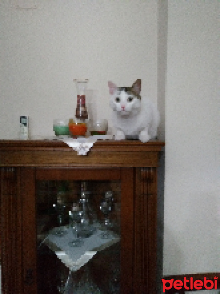 Tekir Kedi, Kedi  Cesur fotoğrafı