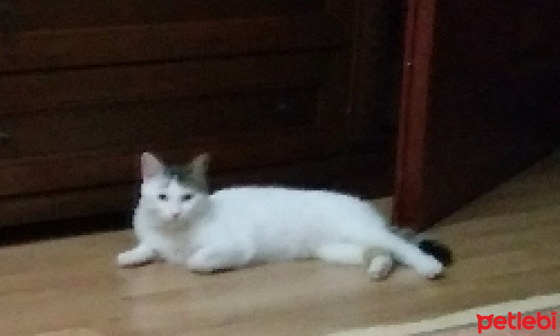 Tekir Kedi, Kedi  Cesur fotoğrafı