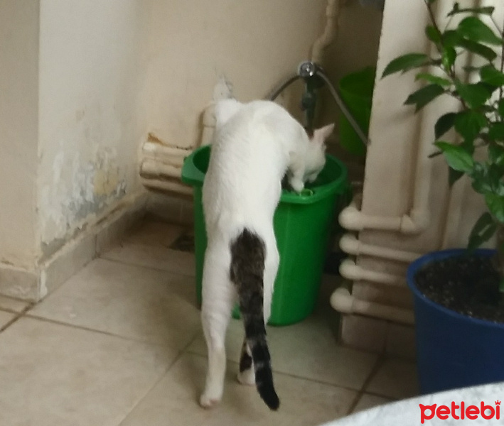 Tekir Kedi, Kedi  Cesur fotoğrafı