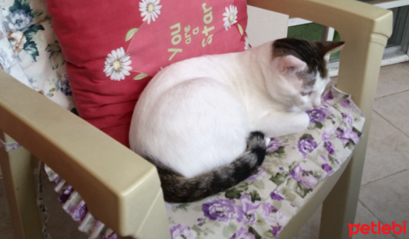 Tekir Kedi, Kedi  Cesur fotoğrafı