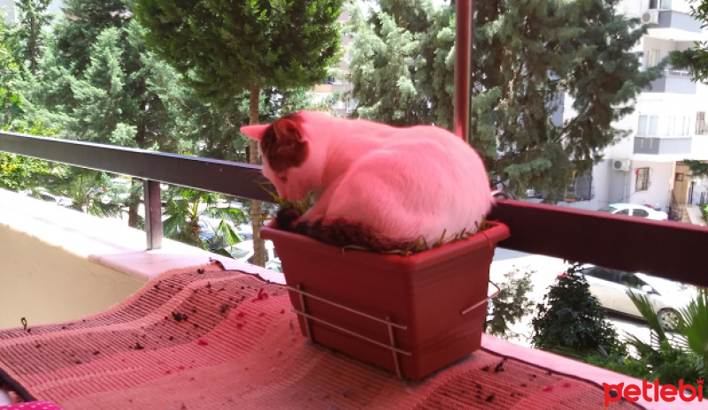 Tekir Kedi, Kedi  Cesur fotoğrafı