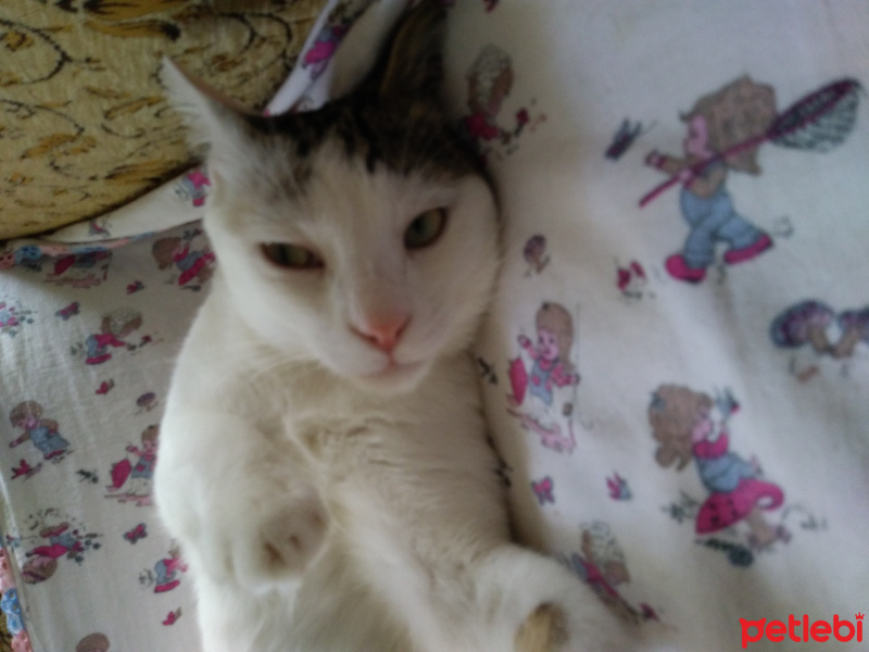Tekir Kedi, Kedi  Cesur fotoğrafı
