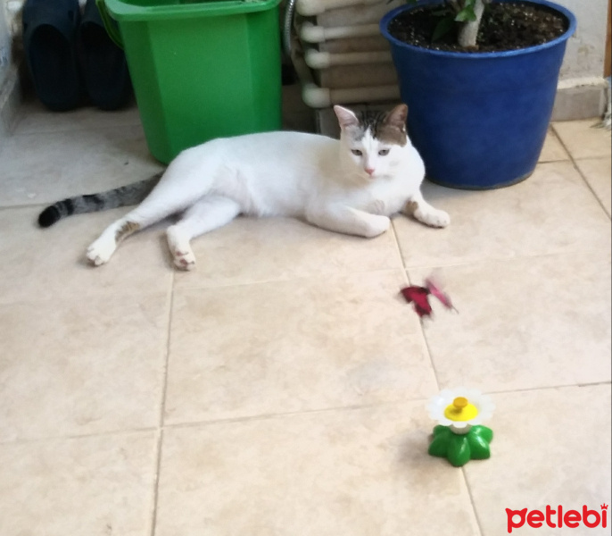 Tekir Kedi, Kedi  Cesur fotoğrafı