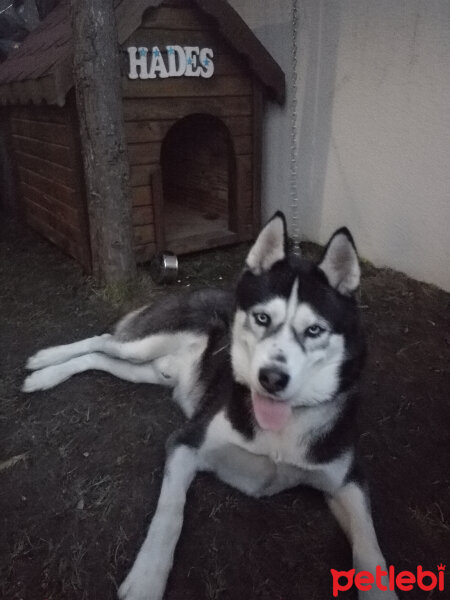 Sibirya Kurdu (Husky), Köpek  Hades fotoğrafı