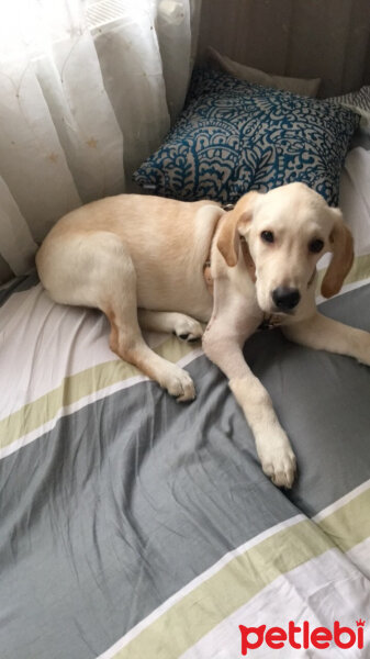 Labrador Retriever, Köpek  Vegas fotoğrafı