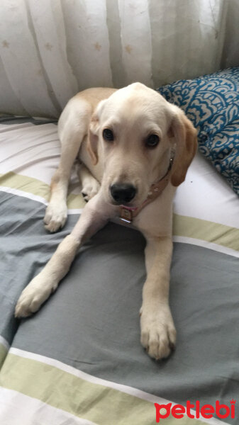 Labrador Retriever, Köpek  Vegas fotoğrafı