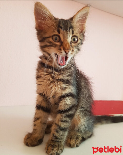 Tekir Kedi, Kedi  Ares fotoğrafı