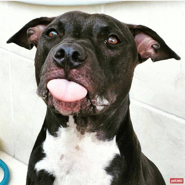 Amerikan Pitbull Terrier, Köpek  Boyka fotoğrafı