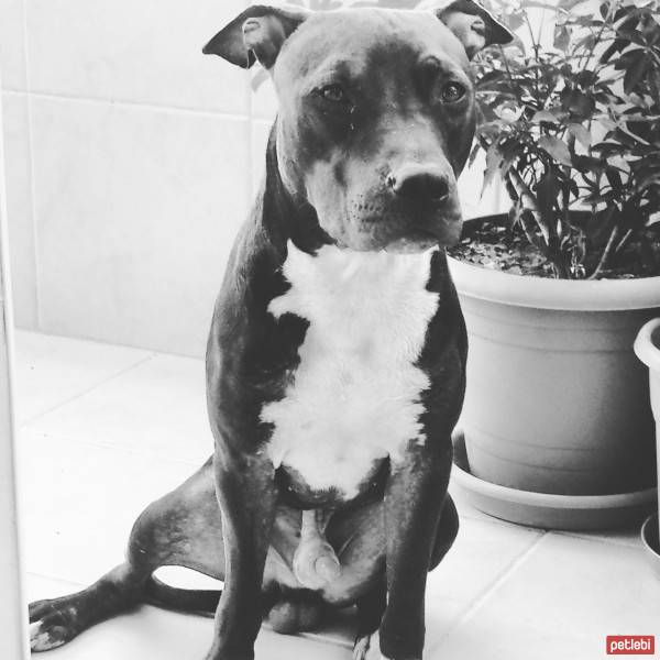 Amerikan Pitbull Terrier, Köpek  Boyka fotoğrafı