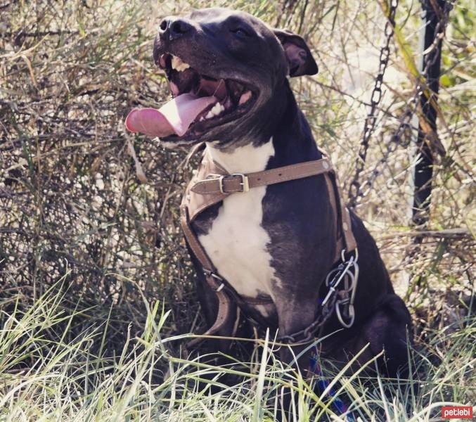 Amerikan Pitbull Terrier, Köpek  Boyka fotoğrafı