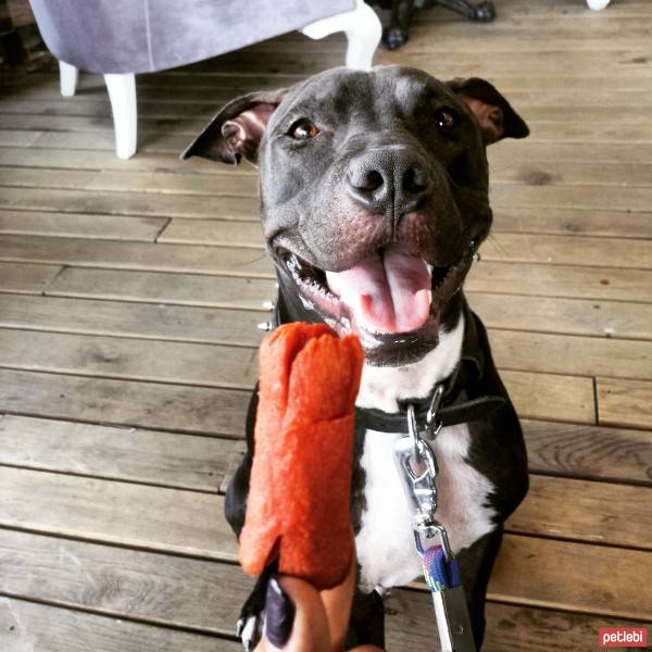 Amerikan Pitbull Terrier, Köpek  Boyka fotoğrafı