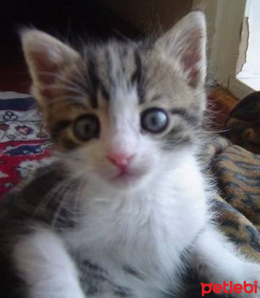 Tekir Kedi, Kedi  Maviş fotoğrafı