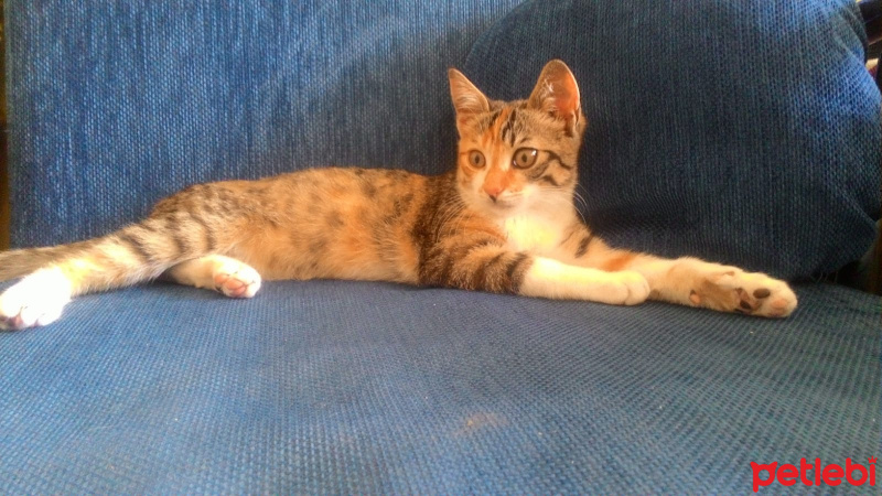 Tekir Kedi, Kedi  MAYA fotoğrafı