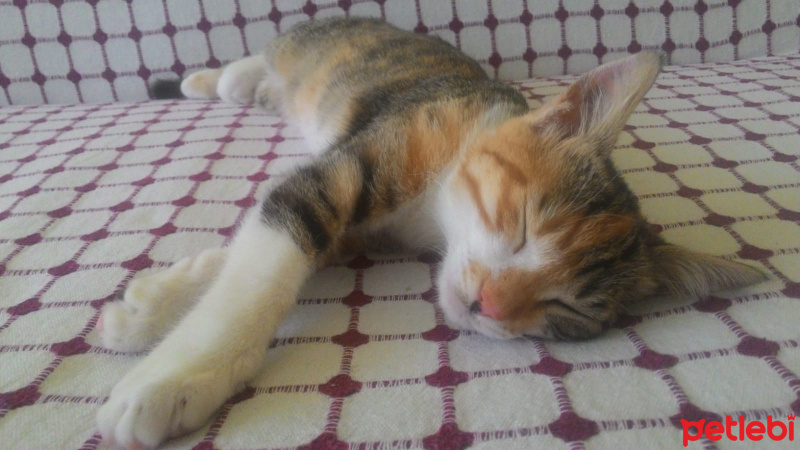 Tekir Kedi, Kedi  MAYA fotoğrafı