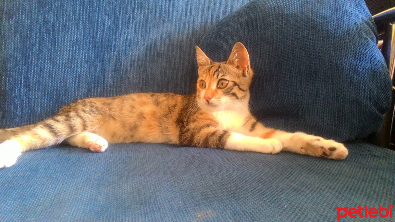 Tekir Kedi, Kedi  MAYA fotoğrafı