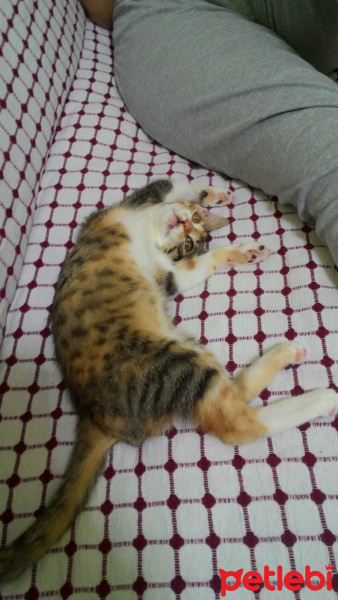Tekir Kedi, Kedi  MAYA fotoğrafı