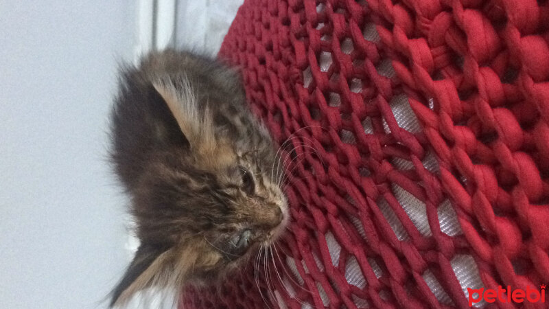 Norwegian Forest, Kedi  Çipil fotoğrafı