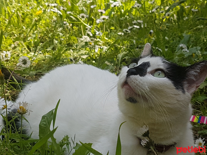 Cymric, Kedi  Derman fotoğrafı