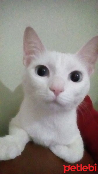Van Kedisi, Kedi  Kartopu fotoğrafı
