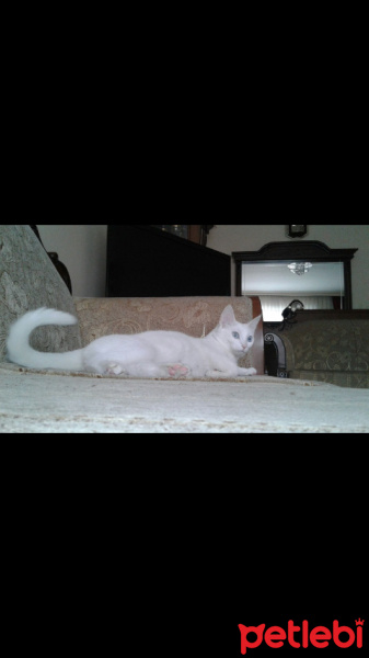 Van Kedisi, Kedi  Kartopu fotoğrafı
