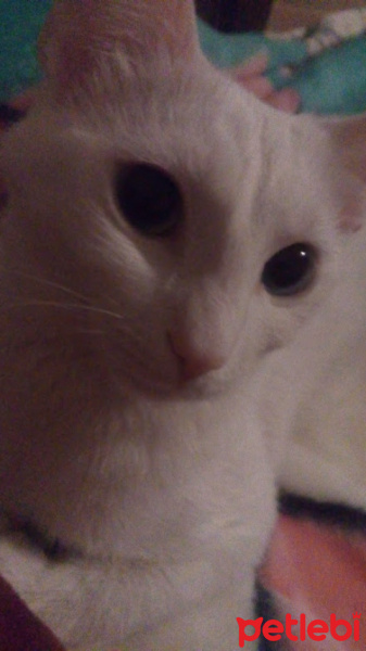 Van Kedisi, Kedi  Kartopu fotoğrafı