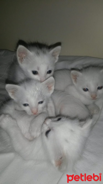 Van Kedisi, Kedi  Kartopu fotoğrafı