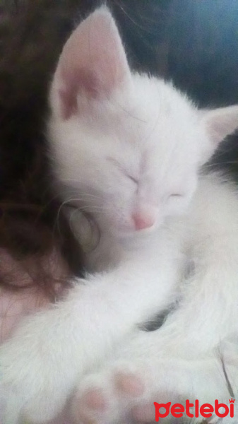 Van Kedisi, Kedi  Kartopu fotoğrafı