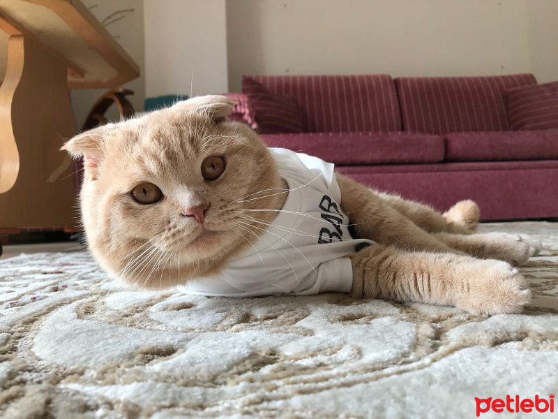 Scottish Fold, Kedi  Martin fotoğrafı