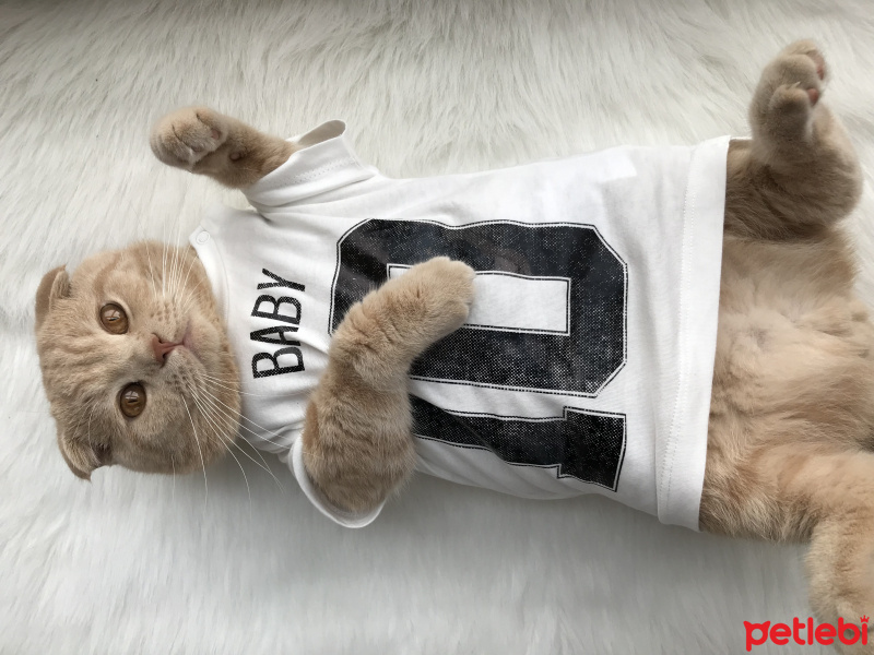 Scottish Fold, Kedi  Martin fotoğrafı