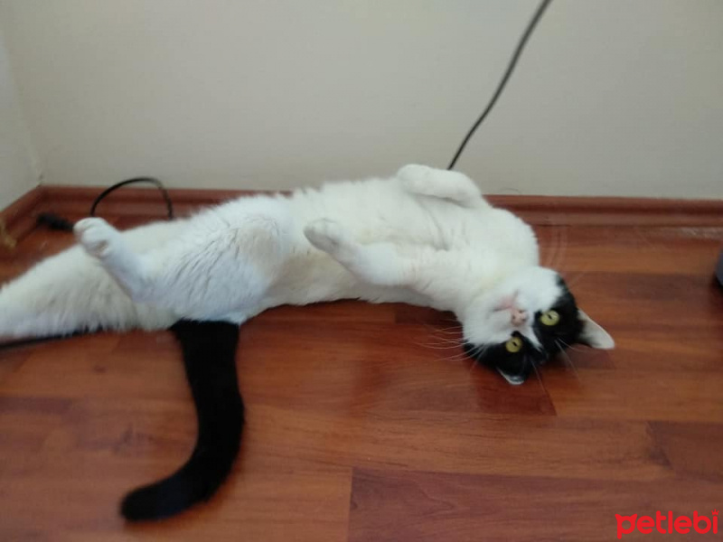 Tuxedo (Smokin) Kedi, Kedi  Tofu fotoğrafı