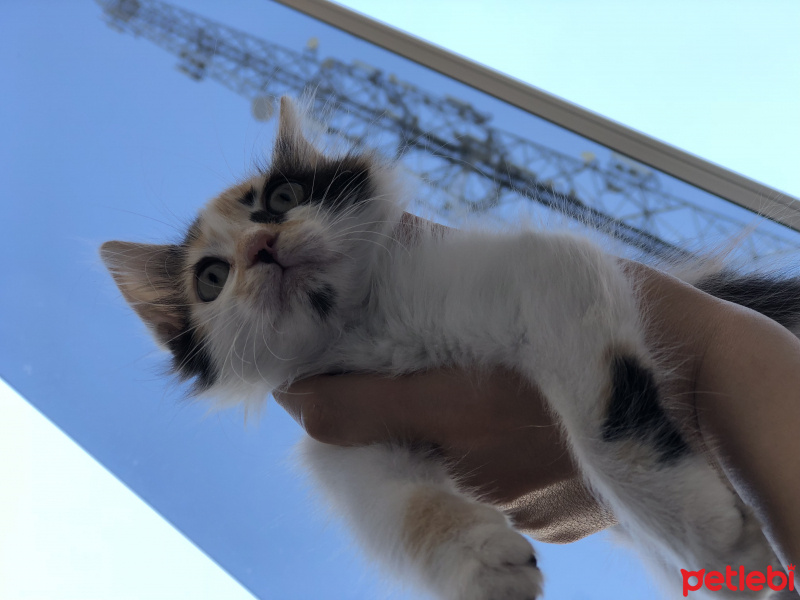 Tekir Kedi, Kedi  Lili fotoğrafı