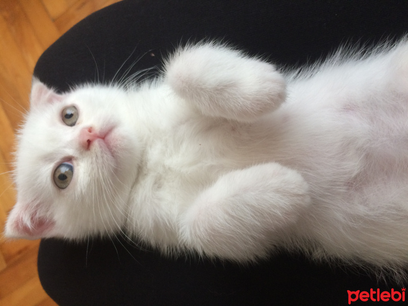 Scottish Fold, Kedi  zıpır fotoğrafı