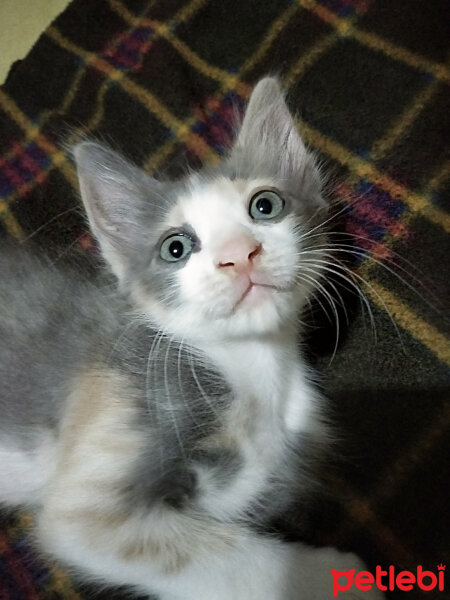 Tekir Kedi, Kedi  Obiş fotoğrafı