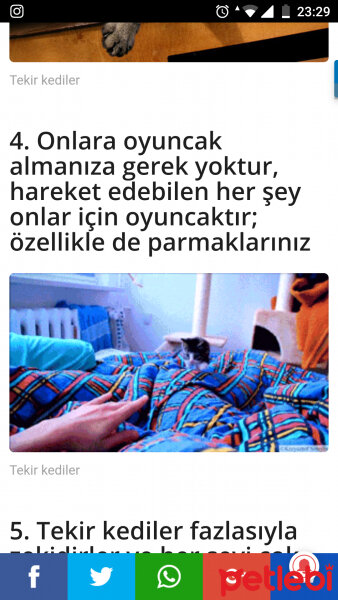 Tekir Kedi, Kedi  Obiş fotoğrafı