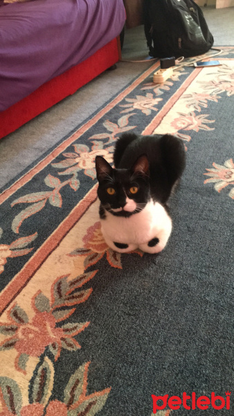 Tuxedo (Smokin) Kedi, Kedi  Müjgan fotoğrafı