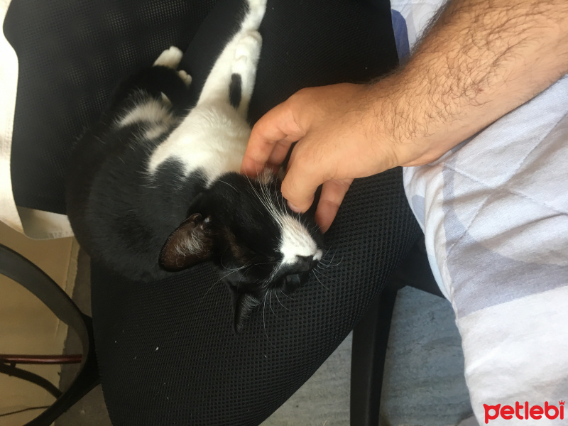Tuxedo (Smokin) Kedi, Kedi  Müjgan fotoğrafı