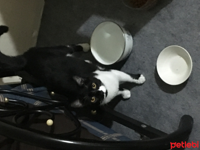Tuxedo (Smokin) Kedi, Kedi  Müjgan fotoğrafı