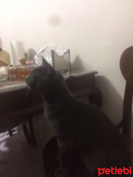 Chartreux, Kedi  Paşa fotoğrafı