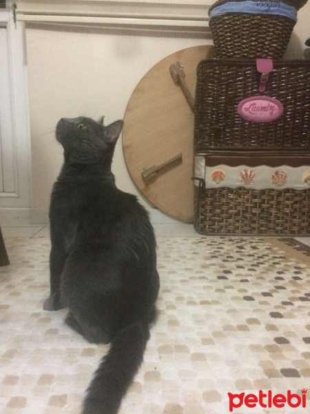 Chartreux, Kedi  Paşa fotoğrafı