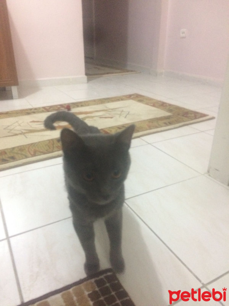 Chartreux, Kedi  Paşa fotoğrafı