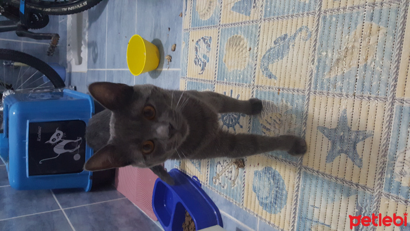 Chartreux, Kedi  Paşa fotoğrafı