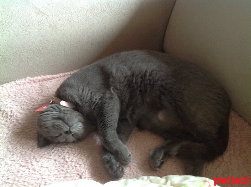 British Shorthair, Kedi  Eva fotoğrafı