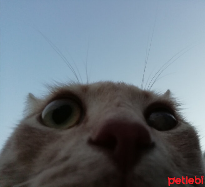 Tekir Kedi, Kedi  hoya fotoğrafı